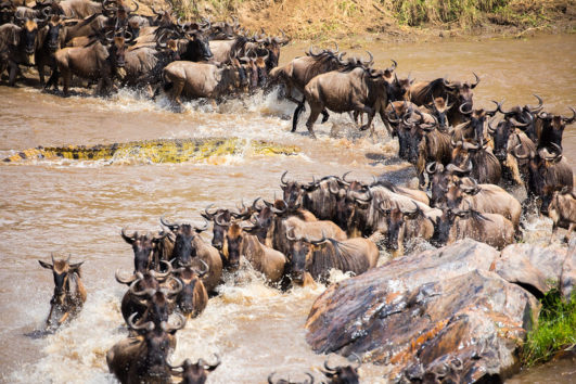 Great Migrations Safaris