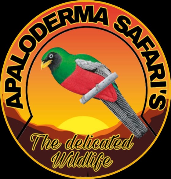 Apaloderma safaris